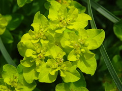 Euphorbia verrucosa
