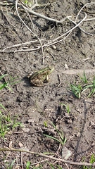 Pelophylax ridibundus