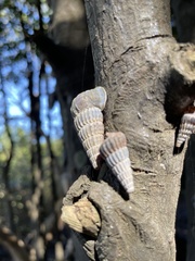 Cerithidea decollata