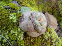 Crassula hemisphaerica