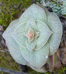 Crassula hemisphaerica