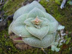 Crassula hemisphaerica