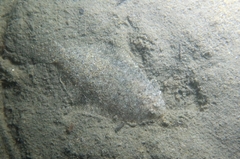 Arnoglossus