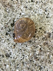 Zonitoidea