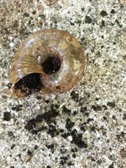 Zonitoidea