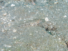 Istigobius