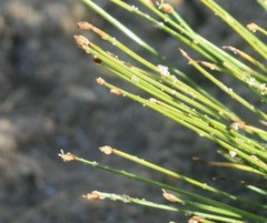 Ficinia fascicularis