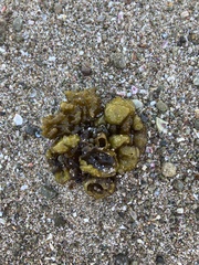 Colpomenia tuberculata