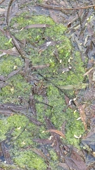 Pelophylax ridibundus