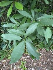 Machilus japonica