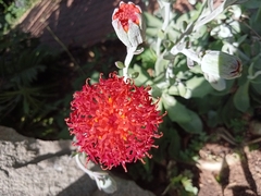 Kleinia fulgens