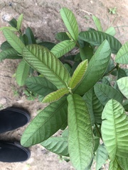 Magnoliopsida