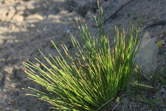 Ficinia fascicularis