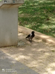 Corvus cornix