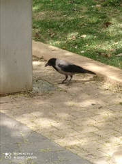 Corvus cornix