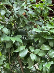 Magnoliopsida