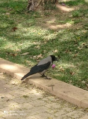 Corvus cornix