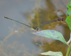 Enallagma dubium