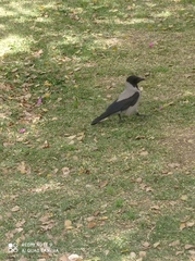 Corvus cornix