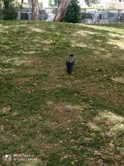 Corvus cornix
