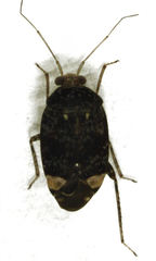 Wekamiris auropilosus