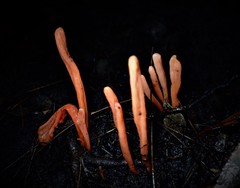 Clavulinopsis sulcata