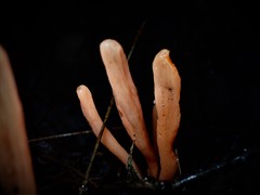 Clavulinopsis sulcata