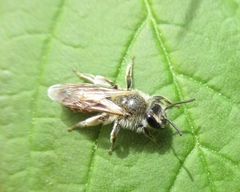 Andrena ventralis