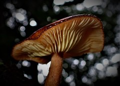 Tricholomopsis scabra