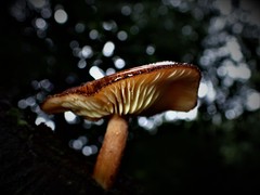 Tricholomopsis scabra