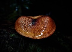 Tricholomopsis scabra