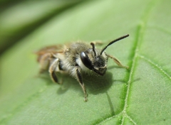 Andrena ventralis