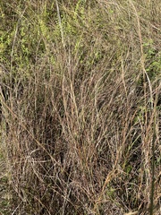 Hyparrhenia filipendula