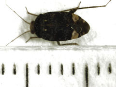 Wekamiris auropilosus