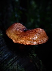 Tricholomopsis scabra