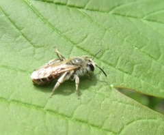 Andrena ventralis