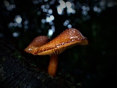 Tricholomopsis scabra