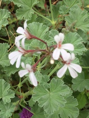 Pelargonium fragrans