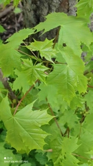 Acer platanoides