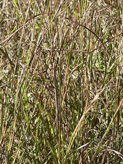 Hyparrhenia filipendula
