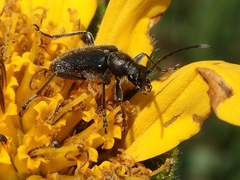 Brachysomida californica