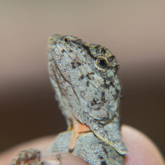 Draco maculatus