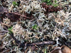 Pulchrocladia corallaizon