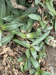 Tradescantia spathacea