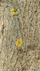 Xanthoria parietina