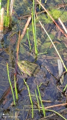Pelophylax ridibundus