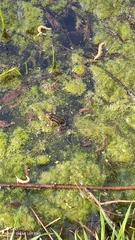 Pelophylax ridibundus