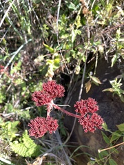 Crassula alba