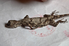 Draco maculatus