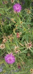 Centaurea calcitrapa
